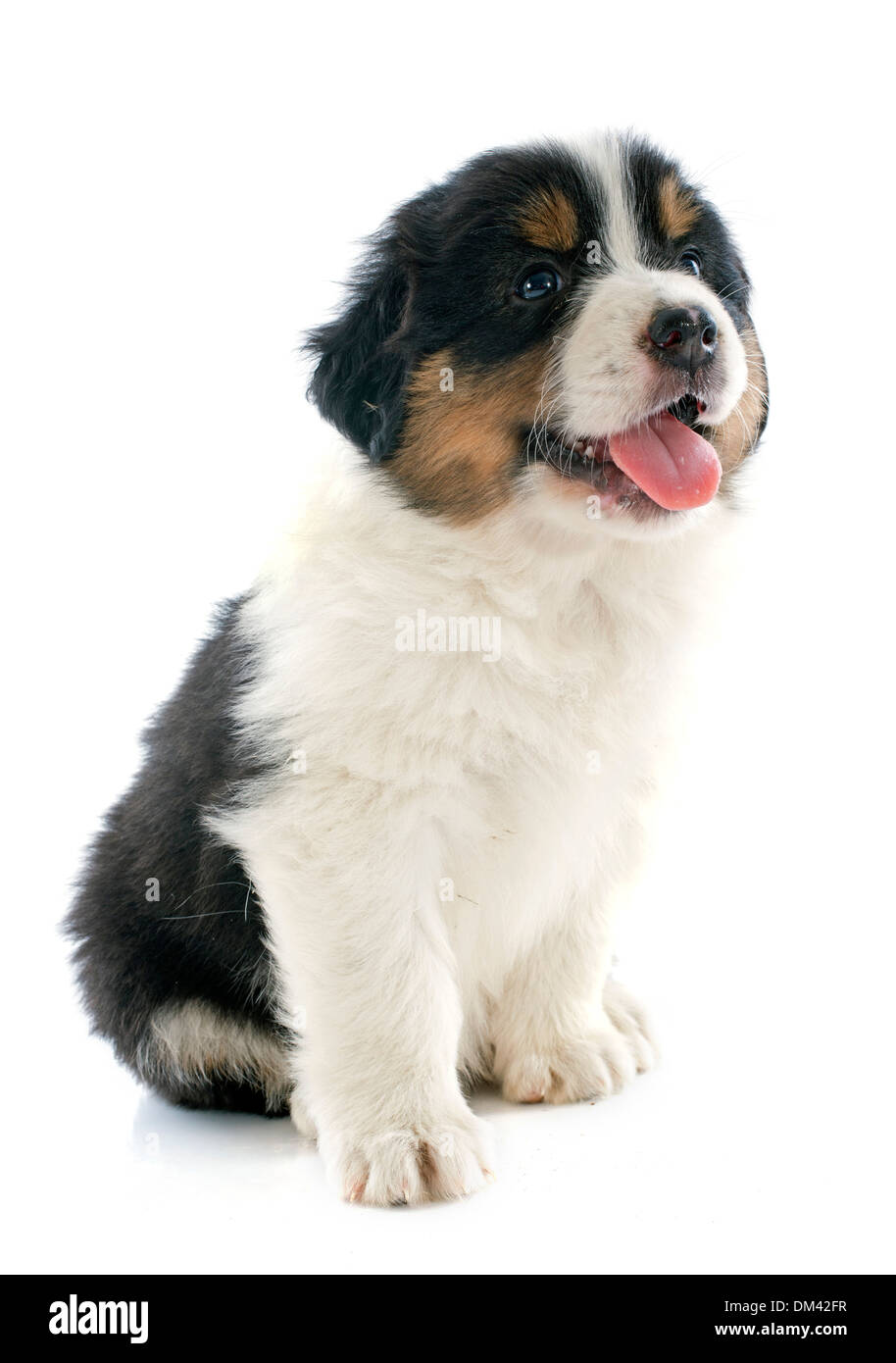 purebred puppy australian shepherd in front of white background Stock Photo