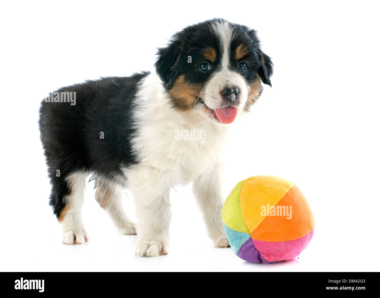 purebred puppy australian shepherd and ball in front of white background Stock Photo