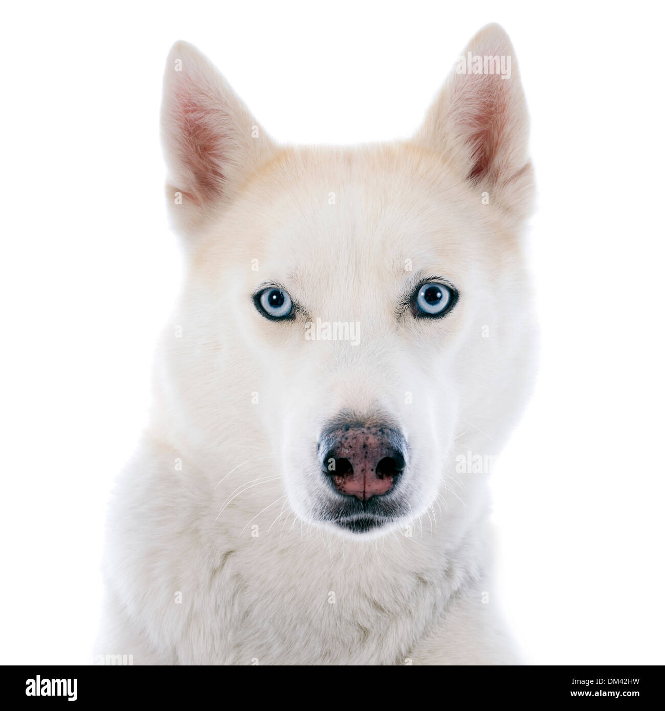 portrait of a beautiful purebred siberian husky Stock Photo