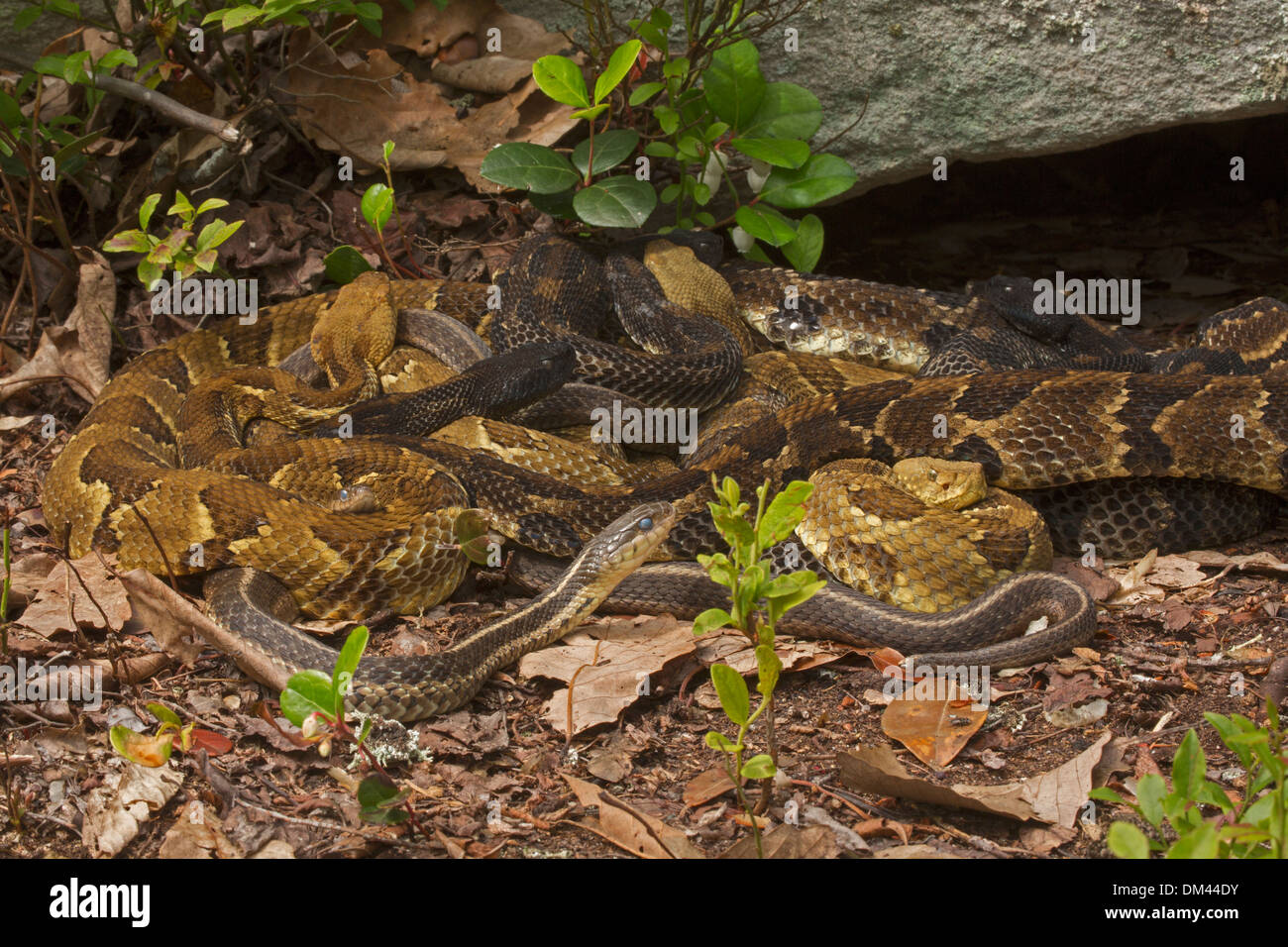 Timber rattlesnakes, Crotalus horridus, and common garter snake