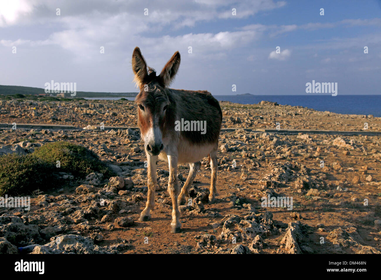 Parpass hi-res stock photography and images - Alamy