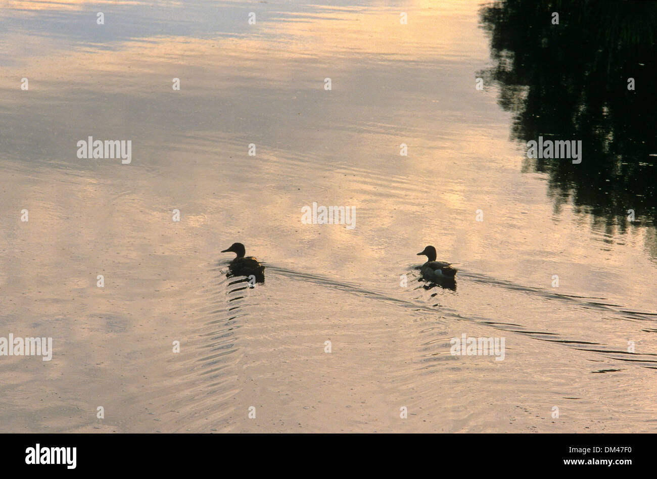 Pair of ducks in the lake, 2 two ducks in the water, Entenpaar im See, 2 zwei Enten im Wasser Stock Photo