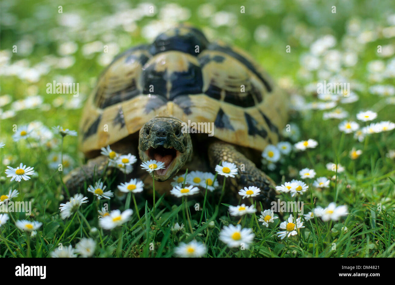 Hermann's tortoise (Testudo hermanni), Griechische Landschildkröte (Testudo hermanni) auf Wiese Stock Photo