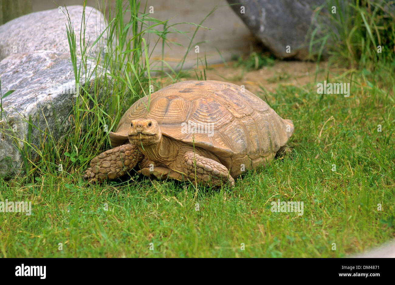 Hermann's tortoise (Testudo hermanni), Griechische Landschildkröte (Testudo hermanni) auf Wiese Stock Photo