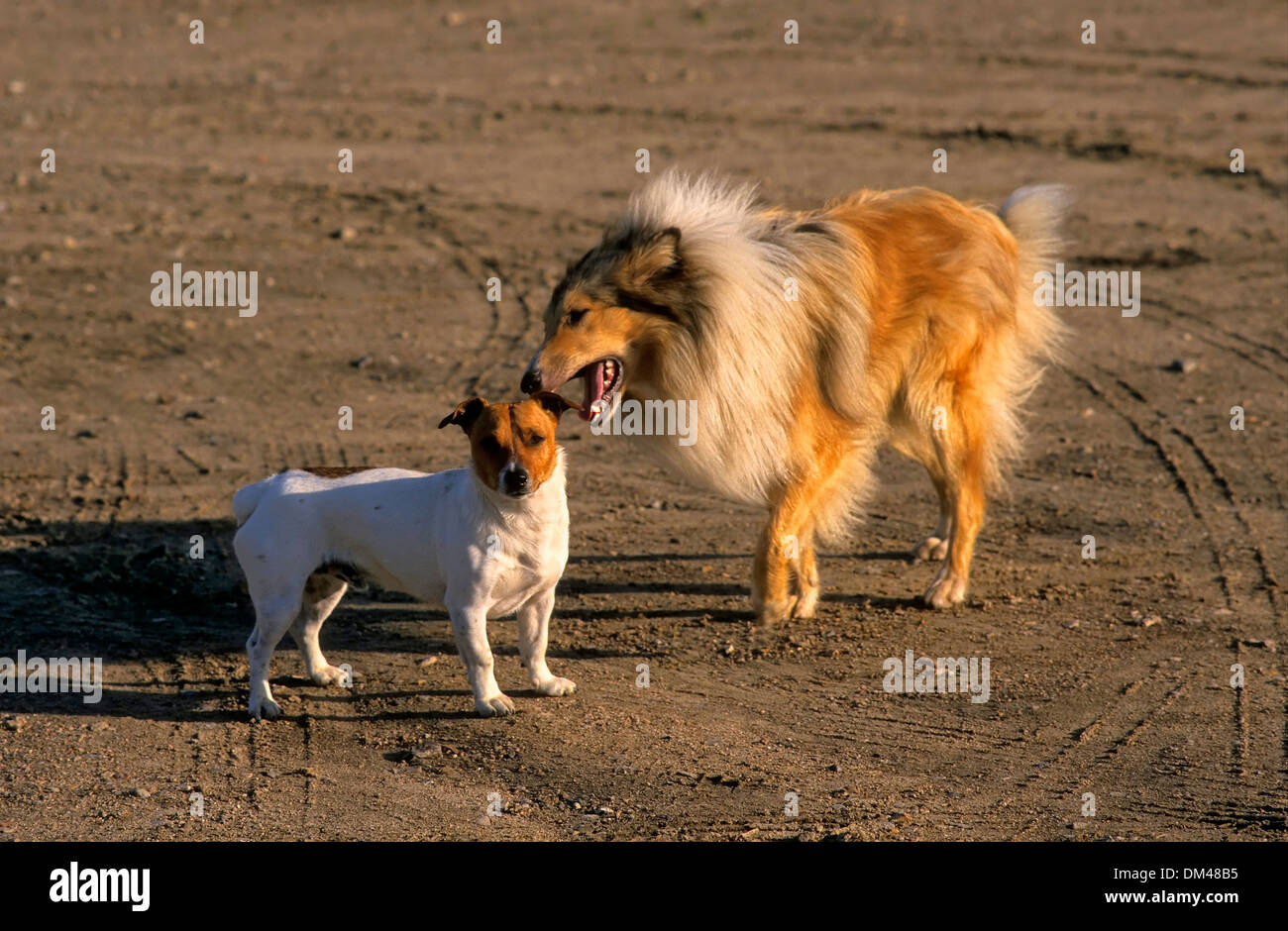 Collie and Jack Russell Terrier, Long Haired Scotch Collie, Langhaariger Schottischer Schäferhund Stock Photo