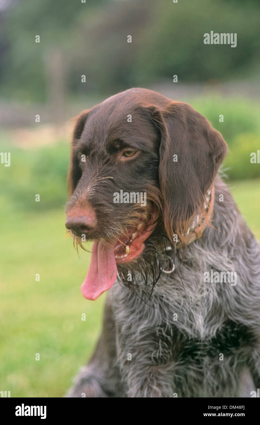 Deutscher drahthaar hund hi-res stock photography and images - Alamy