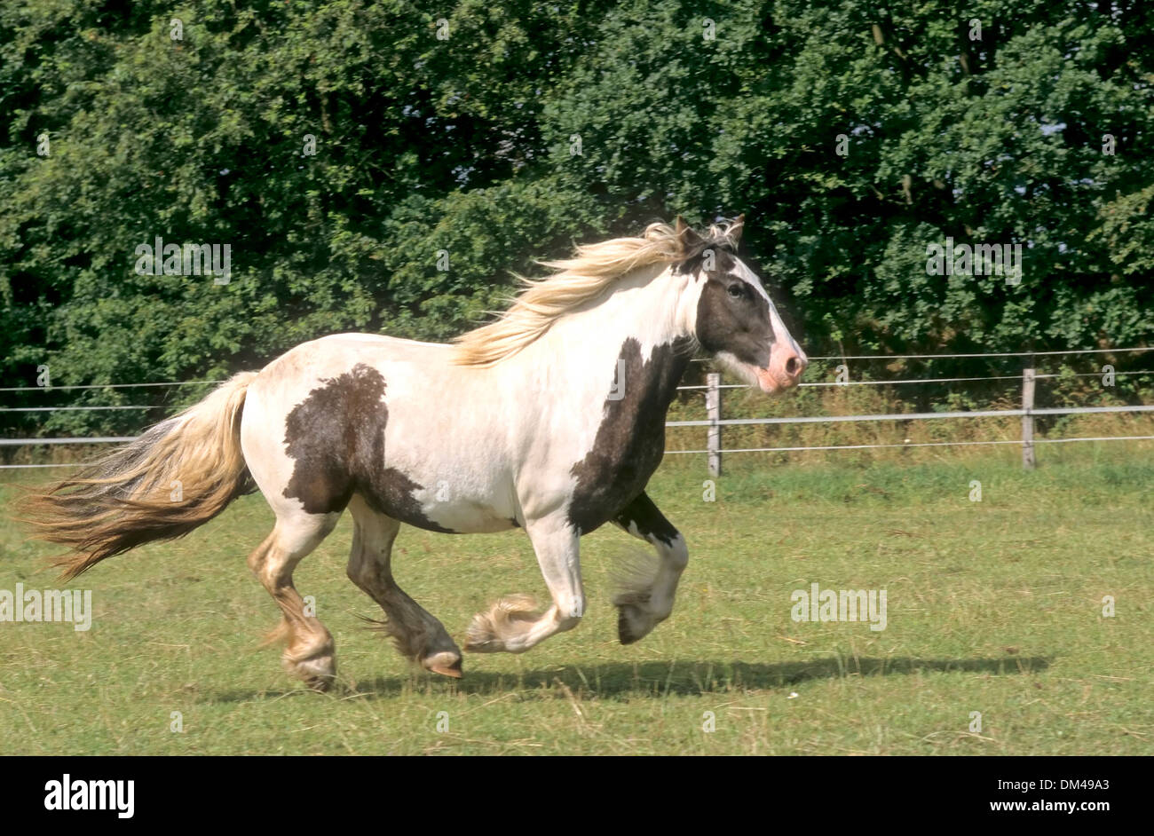 Irish Tinker Stock Photo