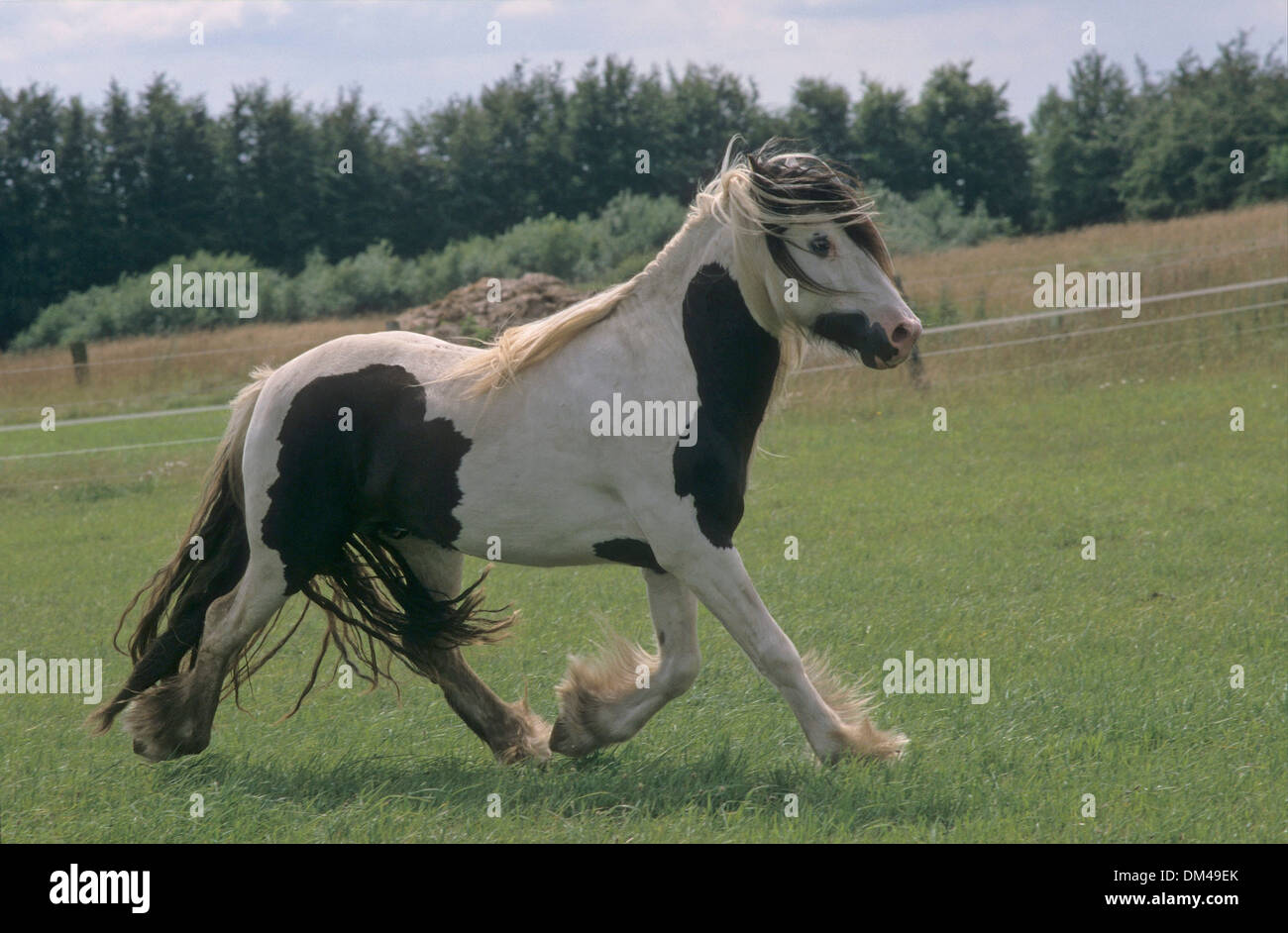 Irish Tinker Stock Photo