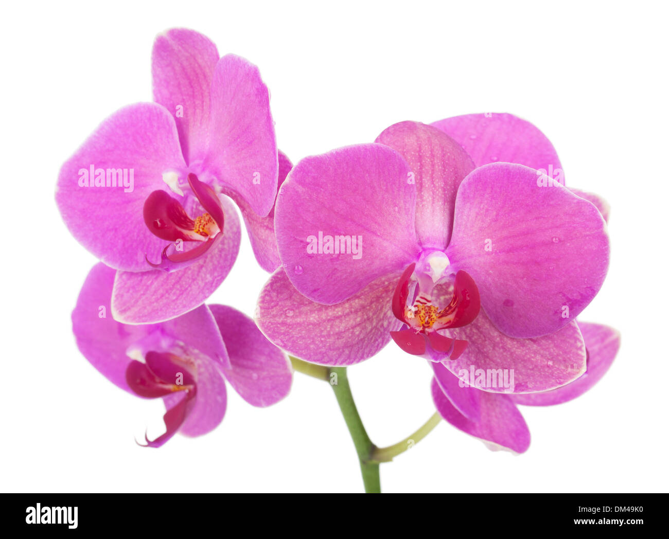 Pink orchid flowers. Isolated on white background Stock Photo - Alamy