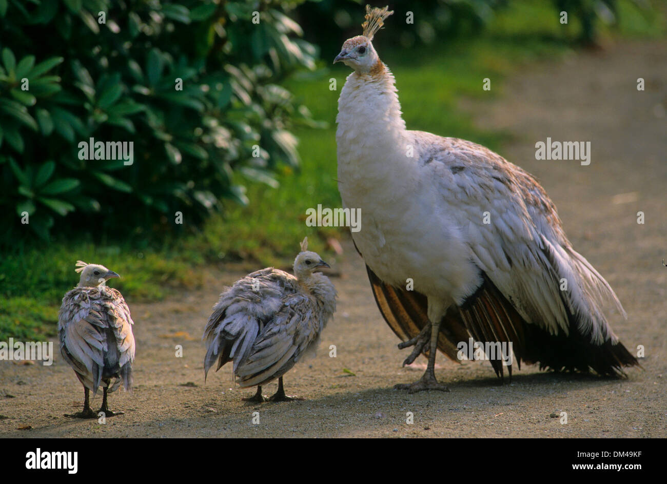 White Peacock (Pavo cristatus mut. Alba) with chicks, Weißer Pfau (Pavo cristatus mut. alba) mit Küken Stock Photo