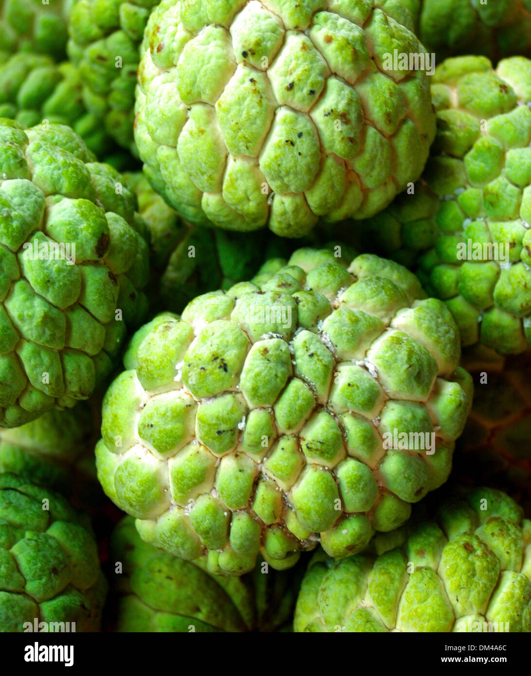 Sugar Apple fruit Stock Photo Alamy