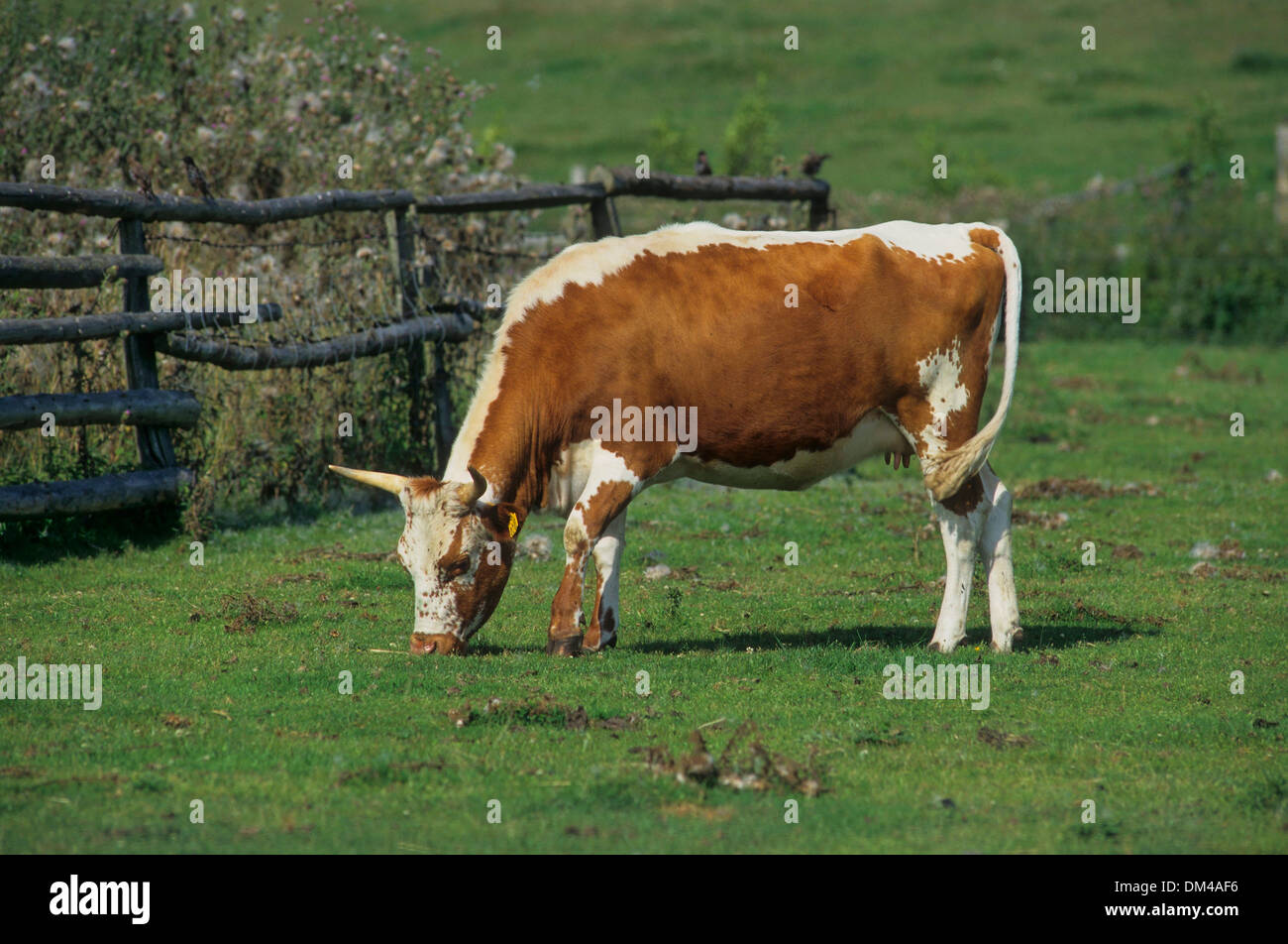 Norwegian cattle breed, Telemark cattle or Telemark cow, Telemarkrind, norwegische Rinderrasse Stock Photo