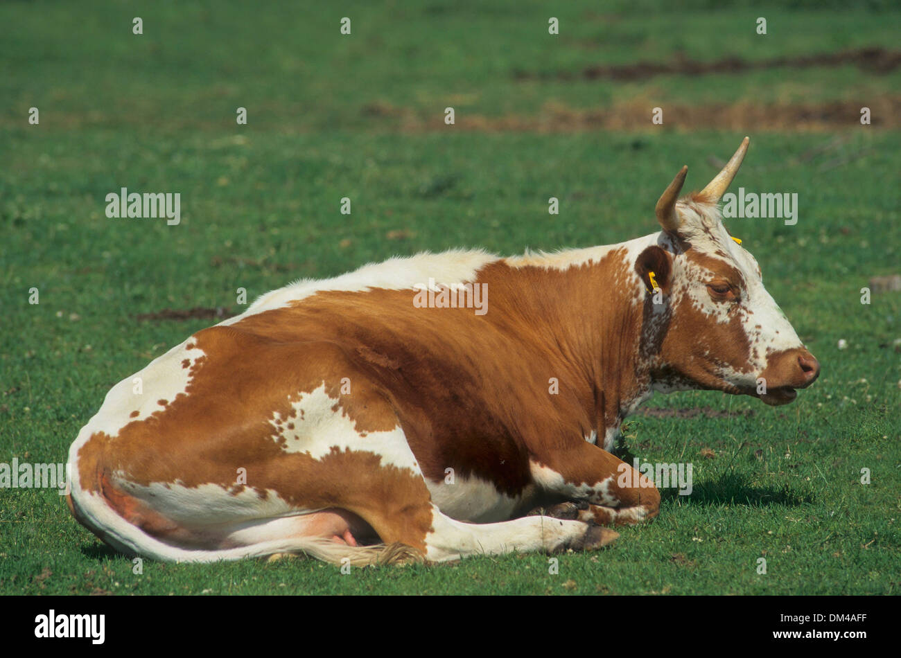 Norwegian cattle breed, Telemark cattle or Telemark cow, Telemarkrind, norwegische Rinderrasse Stock Photo