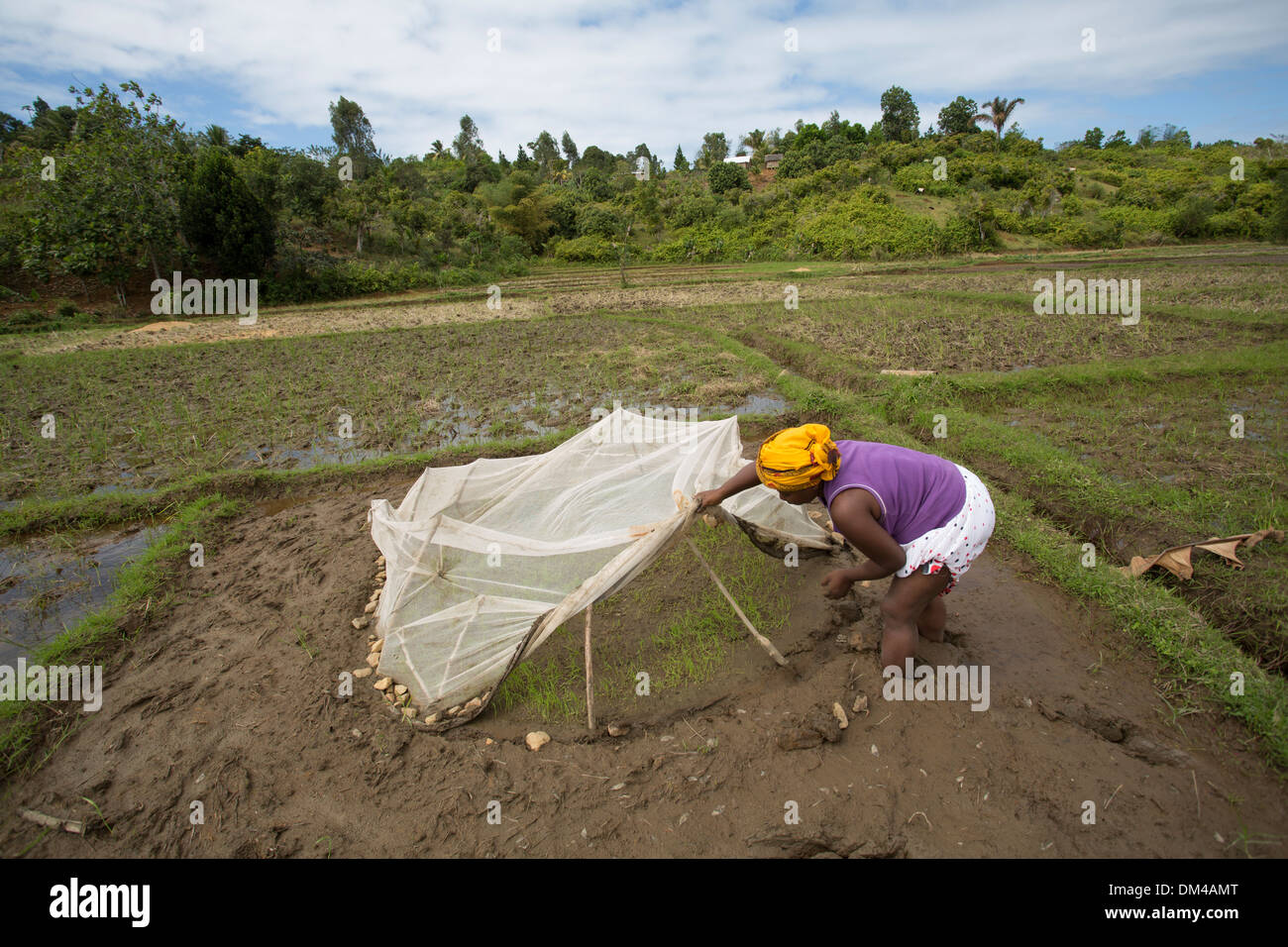 A farmers transplants rice stalks in rural Vatomandry District, Madagascar. Stock Photo
