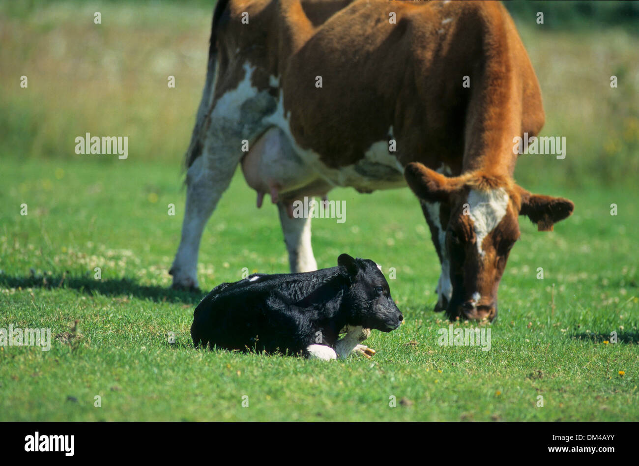 Red-colored lowland beef, Rotbunte Niederungsrinder, Rotbuntes Niederungsrind Stock Photo