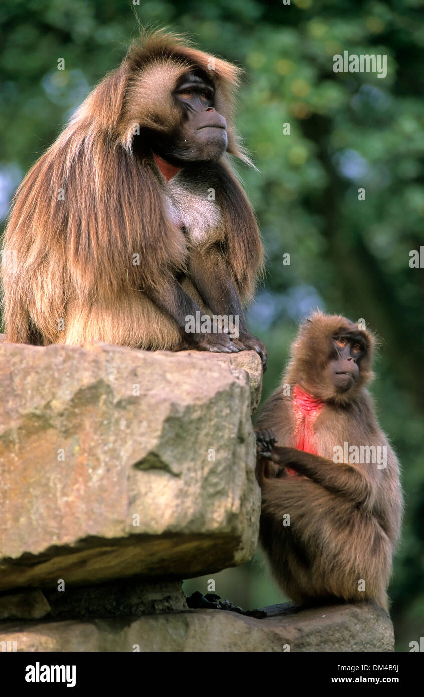 gelada baboon, Zoo: Blutbrustpavian (Theropithecus gelada), Dschelada Stock Photo