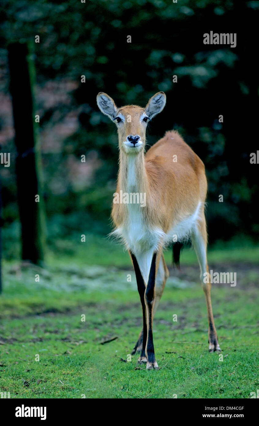 southern lechwe, (Kobus leche), Litschi, Wasserbock, Moorantilope, Letschwe (Kobus leche), Lechwe Stock Photo