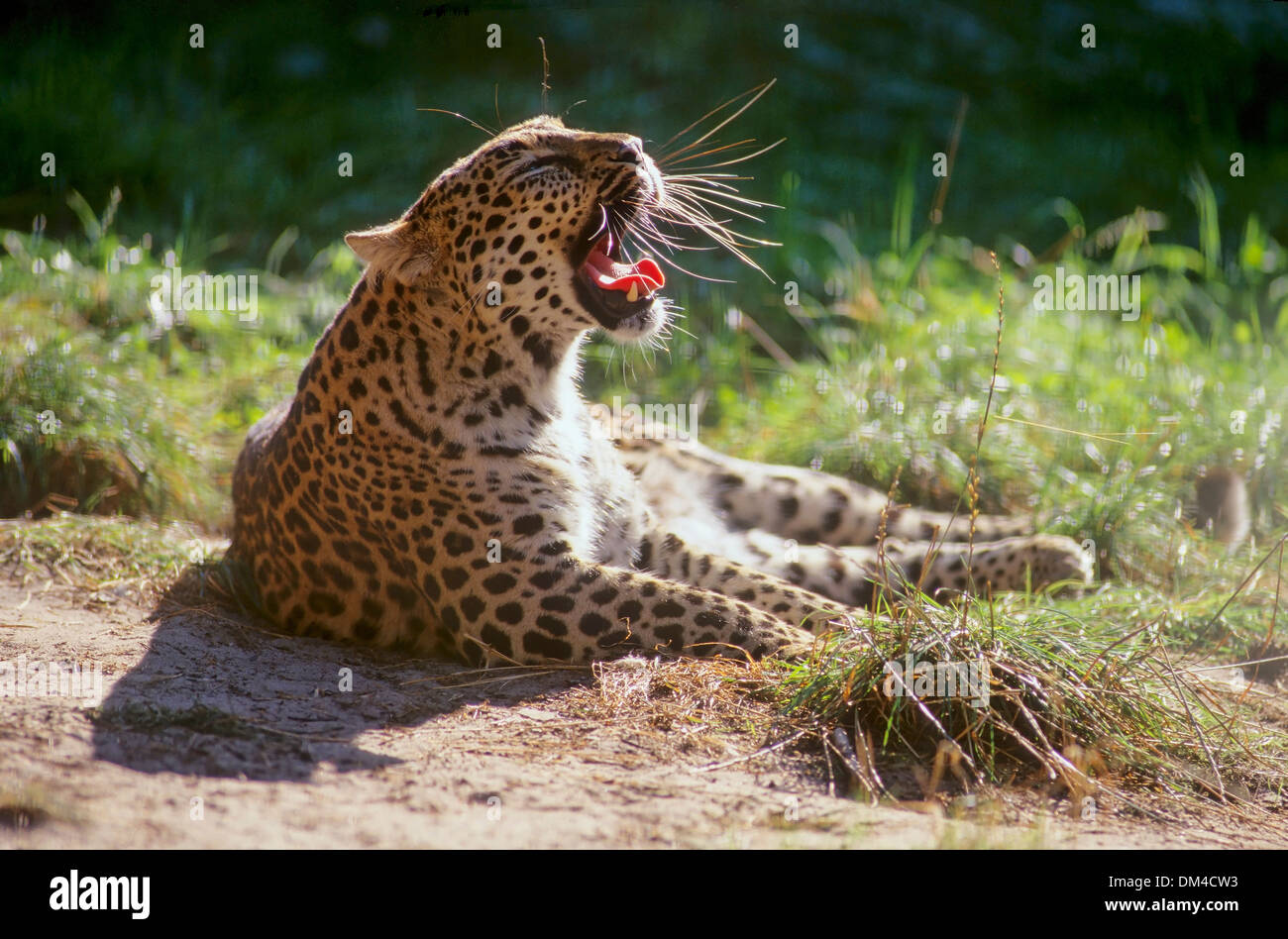 Leopard fauchend, leopard (Panthera pardus) Stock Photo