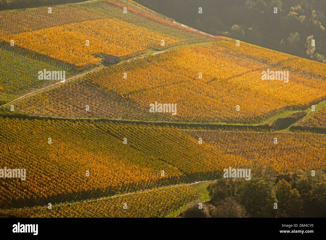 Ahrtal cultivation outhouse surface grow cultivate outside mountain slope Germany Eifel Europe autumn autumn colors autumnal Stock Photo