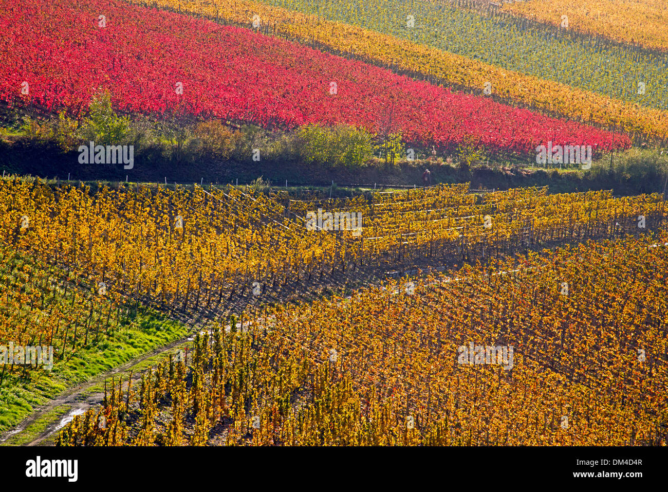 Ahrtal cultivation outhouse surface grow cultivate outside mountain slope Germany Eifel Europe autumn autumn colors autumnal Stock Photo