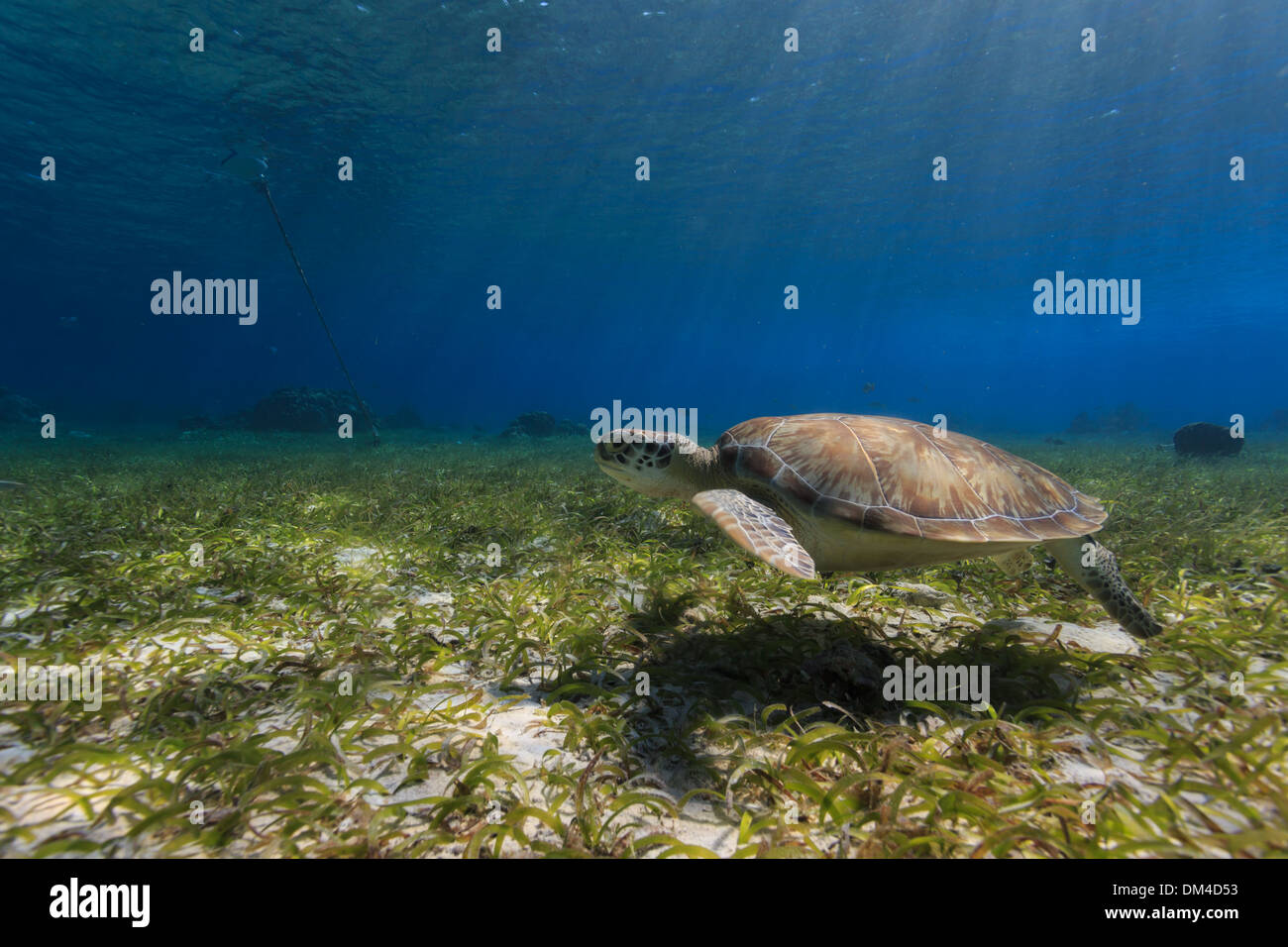 Turtle Foraging Green sea turtle swimming along ocean bed foraging for food Stock Photo ...