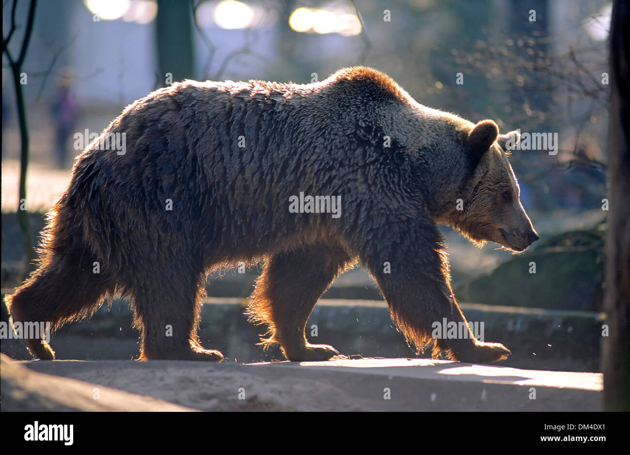 brown bear (Ursus arctos), Zoo: Braunbär, Stock Photo