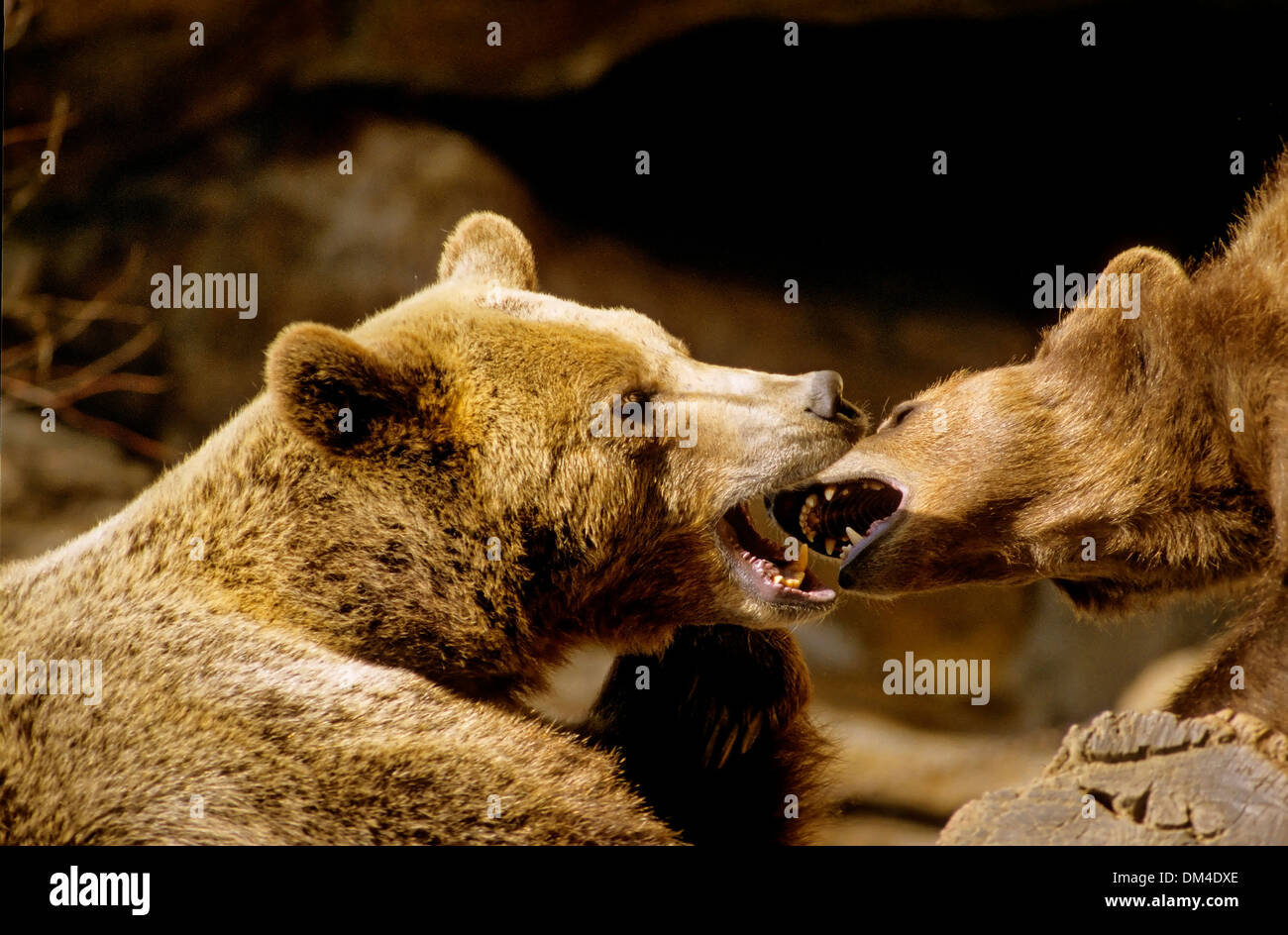 brown bear (Ursus arctos), zwei Braunbären kämpfend, Stock Photo