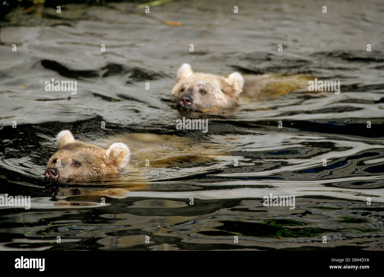 Syrian brown bear (Ursus arctos syriacus), Syrische Braunbären schwimmend, Syrischer Braunbär (Ursus arctos syriacus) Stock Photo