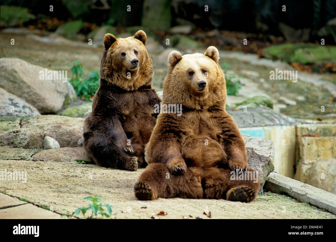 Zoo: Braunbären im Gehege, Braunbär (Ursus arctos) Stock Photo
