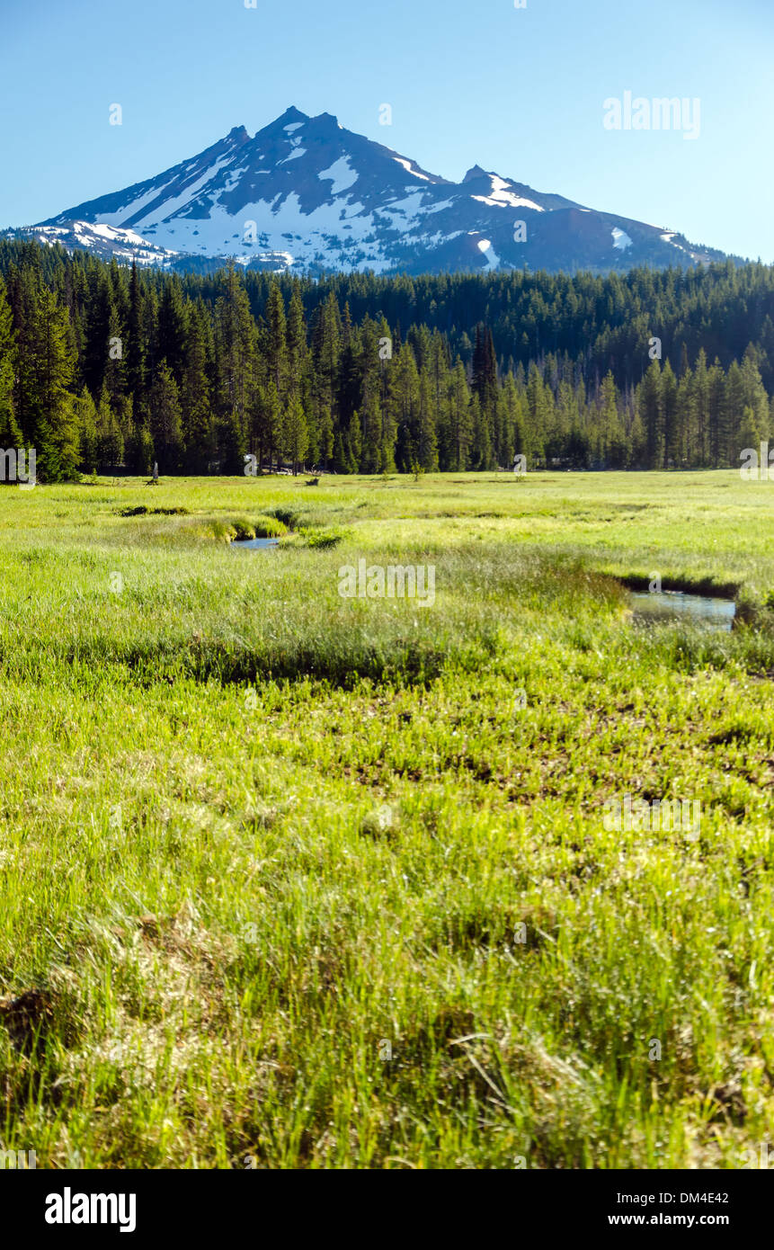 From lush green trees hi-res stock photography and images - Alamy