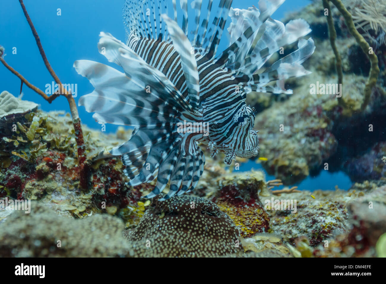 Lionfish displays full array of tentacles on coral reef in Belize Stock Photo