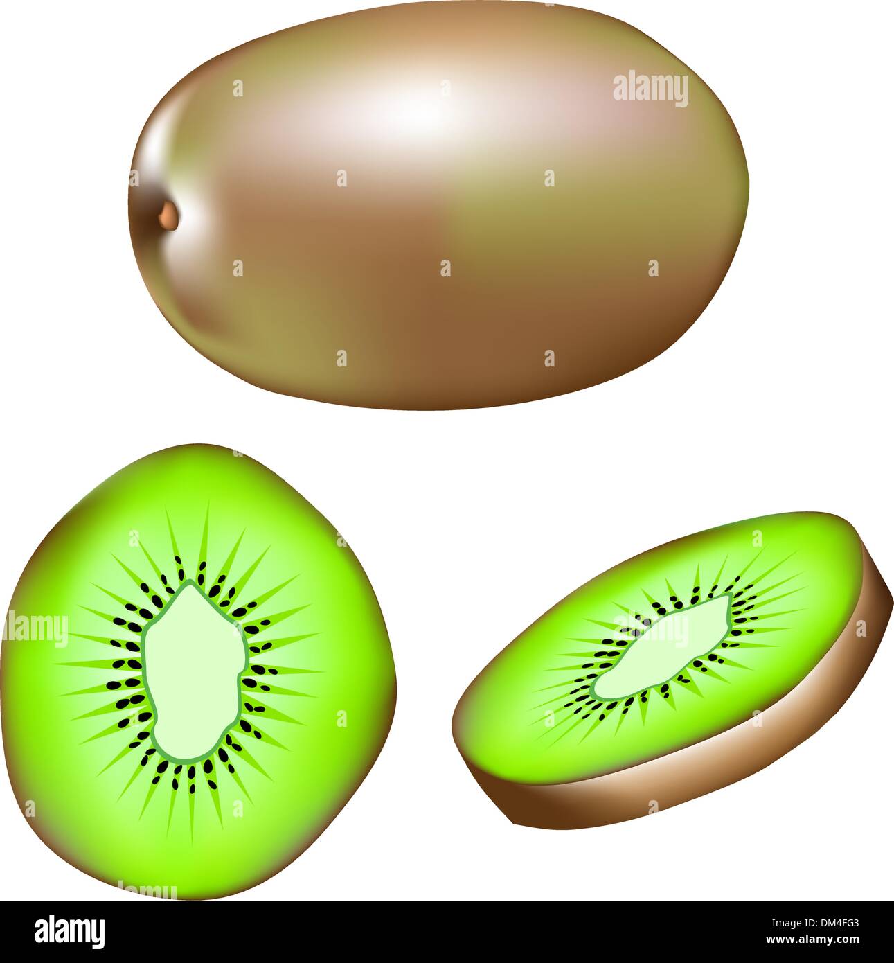 Kiwi fruit vector illustration Stock Vector
