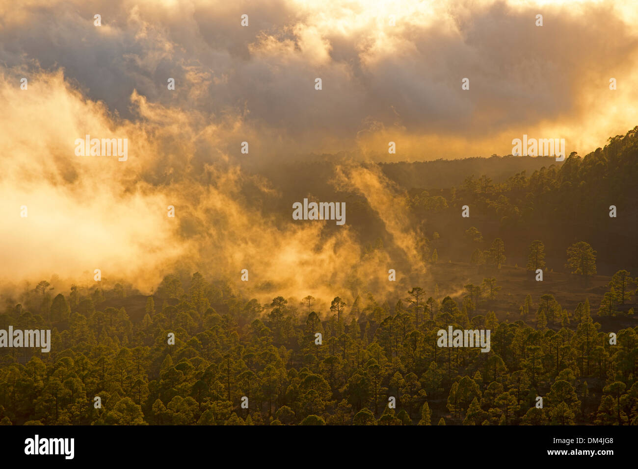 outside tree species botany trees canariensis Chio endemical Endemite Europe flora Canaries pine Canary islands Canary pine Stock Photo