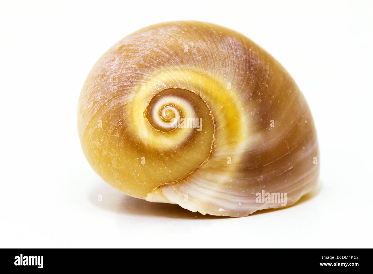 Beautiful brown sea snail shells Stock Photo Alamy