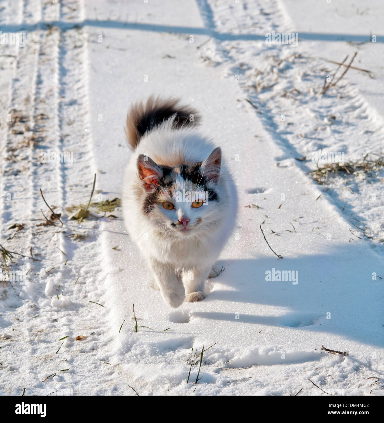 cat on the snow Stock Photo