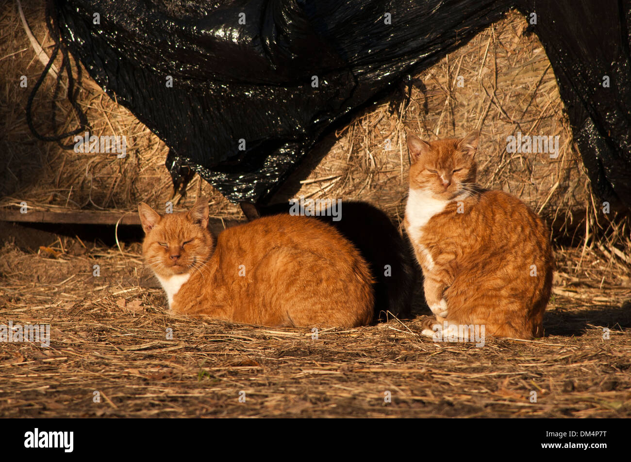 Ginger farm cats sunning themselves cat Stock Photo