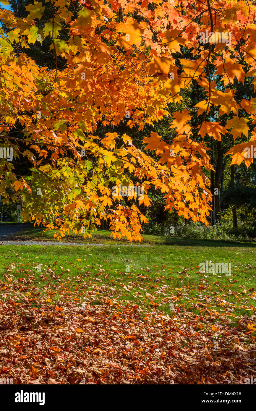 Autumn, Berkshire, Massachusetts, USA, United States, America, colourful, colours, foliage, leaves, touristic, travel, white Stock Photo