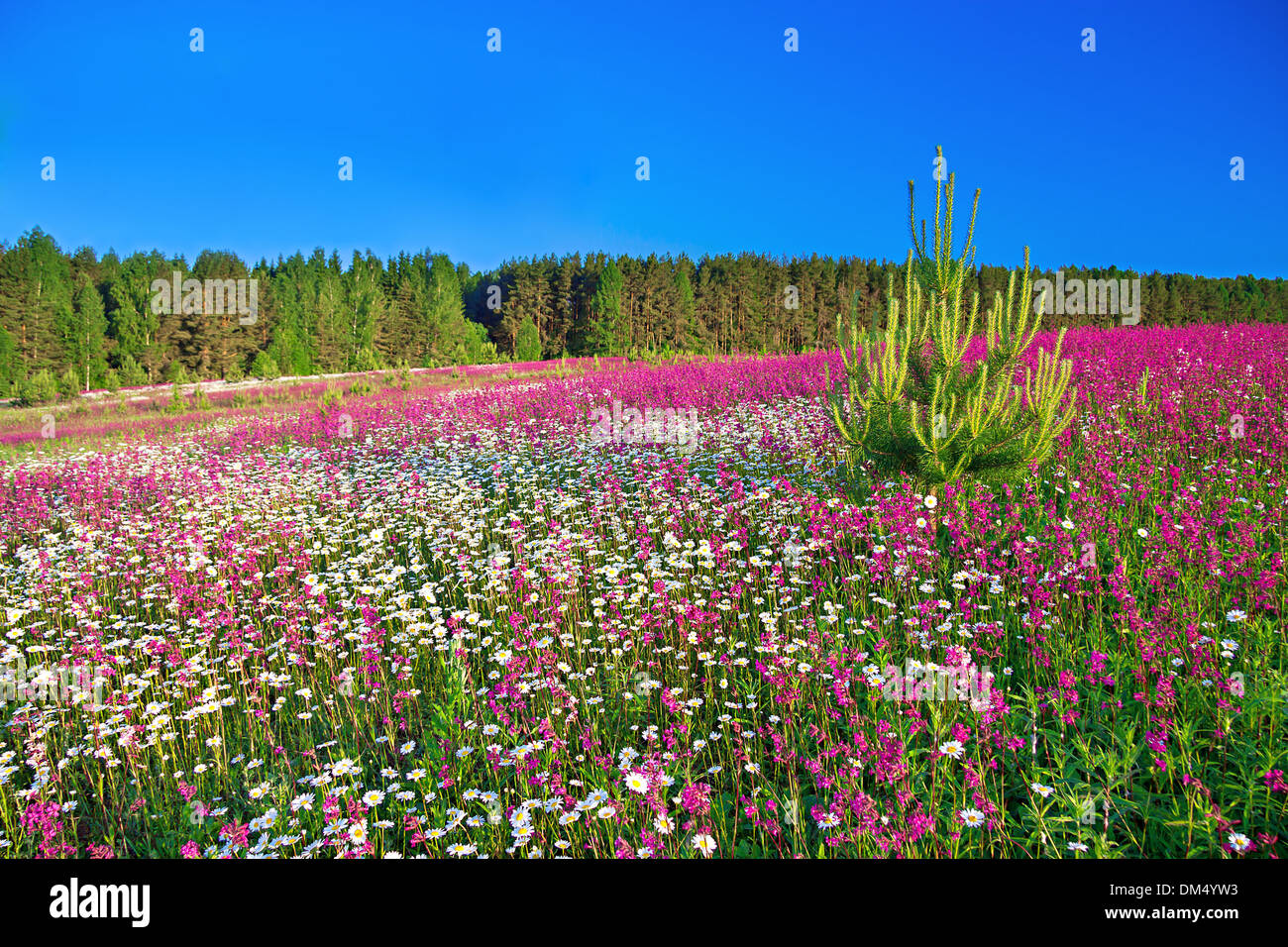 Summer flower landscape hi-res stock photography and images - Alamy