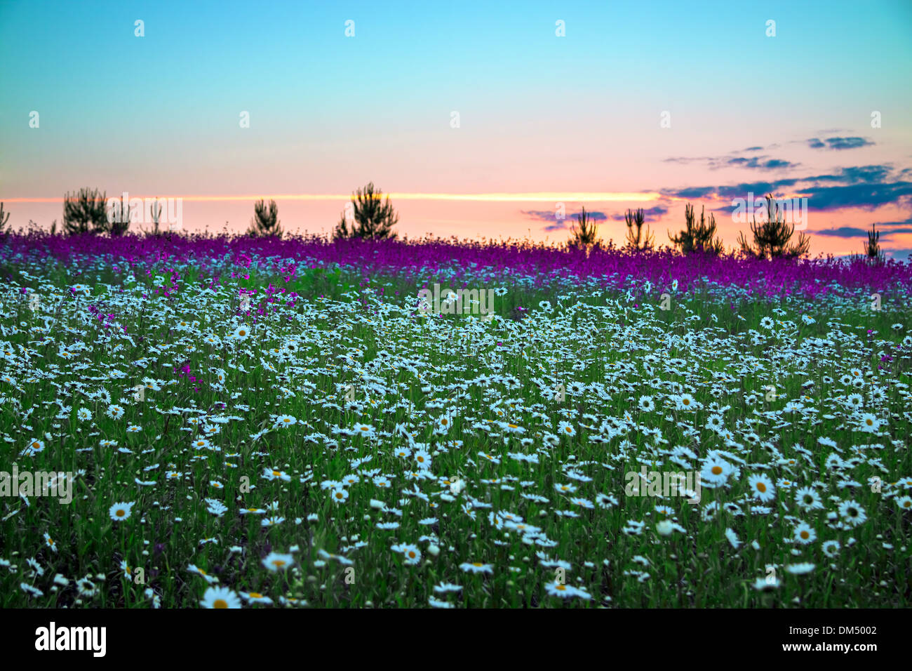 Sunrise over field of flowers hi-res stock photography and images - Alamy
