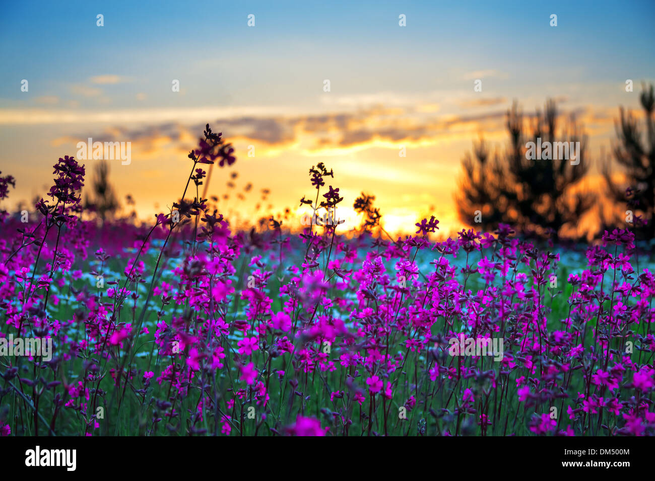 Sunrise over field red white hi-res stock photography and images - Alamy