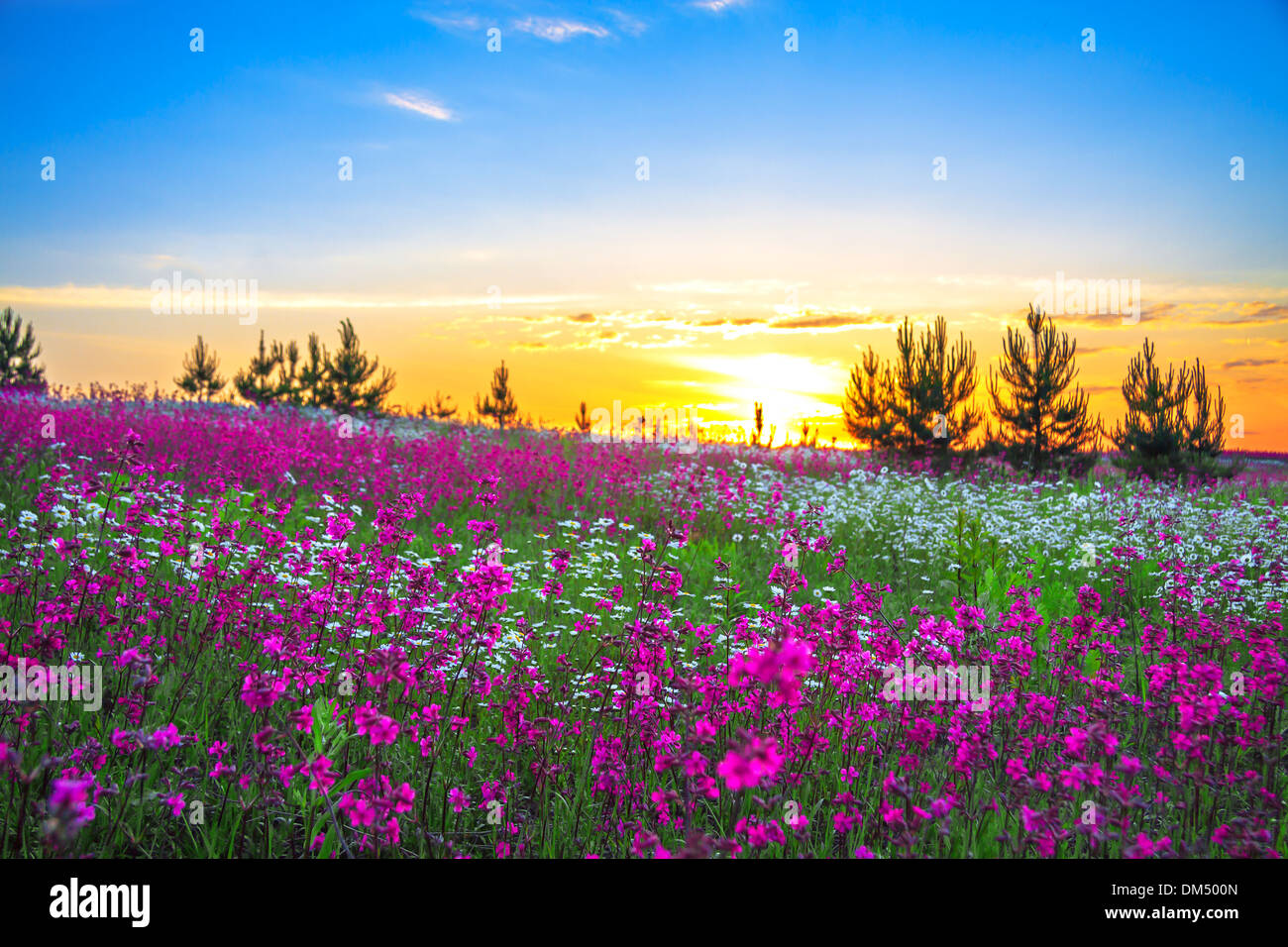 Sunrise over field of flowers hi-res stock photography and images - Alamy