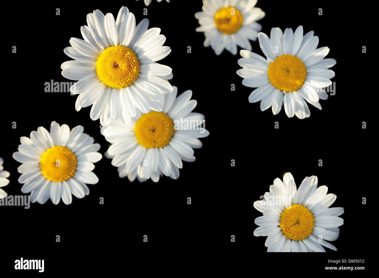 white flowers of daisies on a black background of the isolated Stock ...