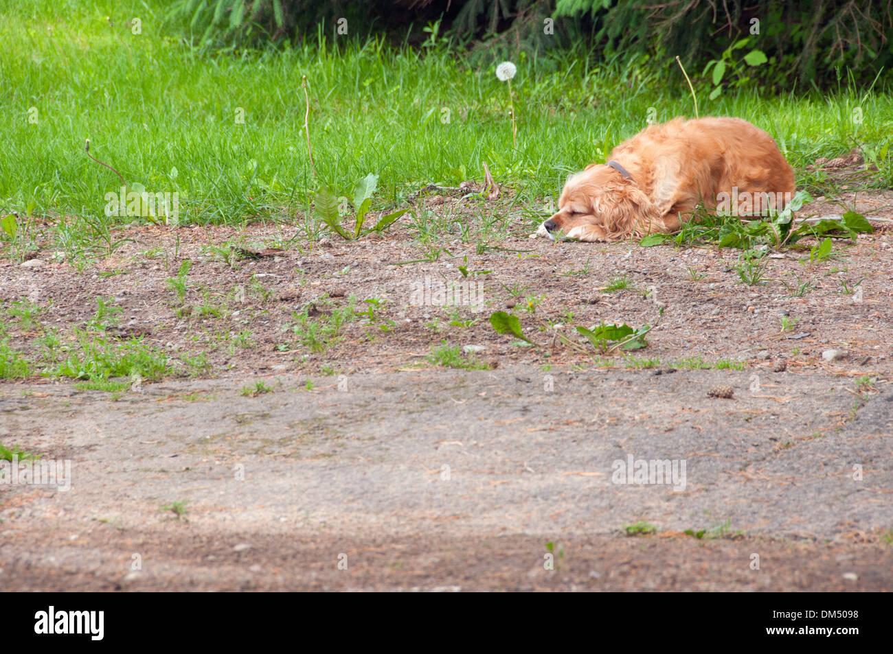Dog sleeping in a garden Stock Photo Alamy