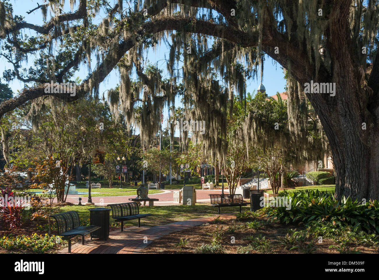 Spanish Moss hangs from a giant oak at the Westcott Building entrance to Florida State University in Tallahassee, Florida. (USA) Stock Photo