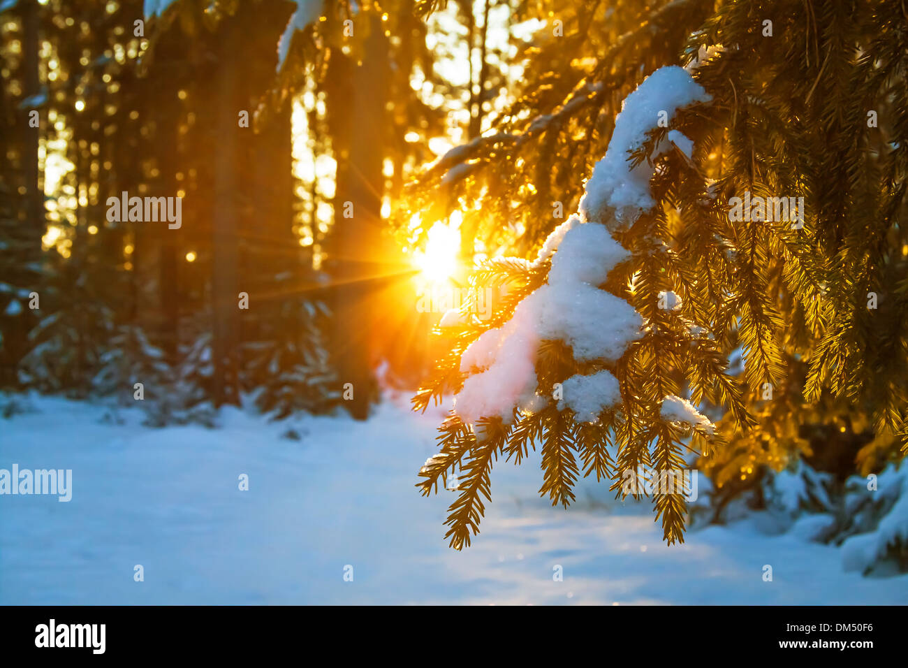 winter landscape with the forest and sunset Stock Photo - Alamy