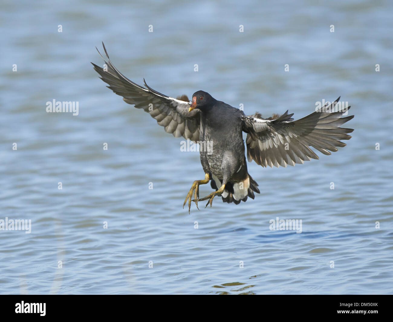 Moorhen in flight Stock Photo