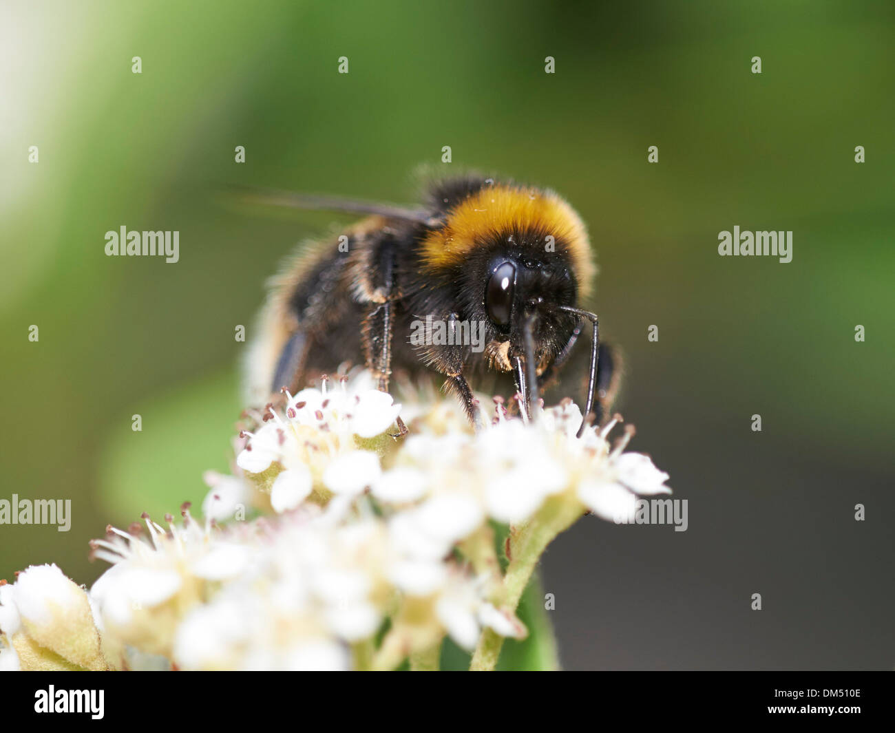 Buff-tailed bumblebee on flowering plant. Stock Photo