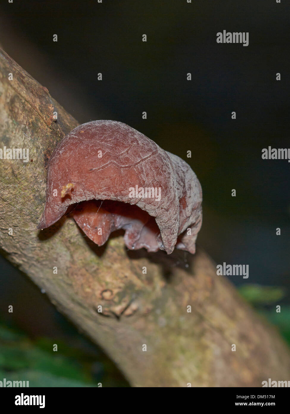 Jelly ear fungi on tree branch Stock Photo