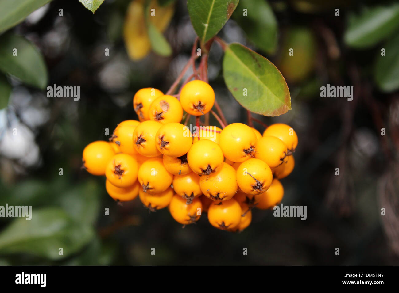 Yellow Berries in the foreground and the background is blurred. Stock Photo