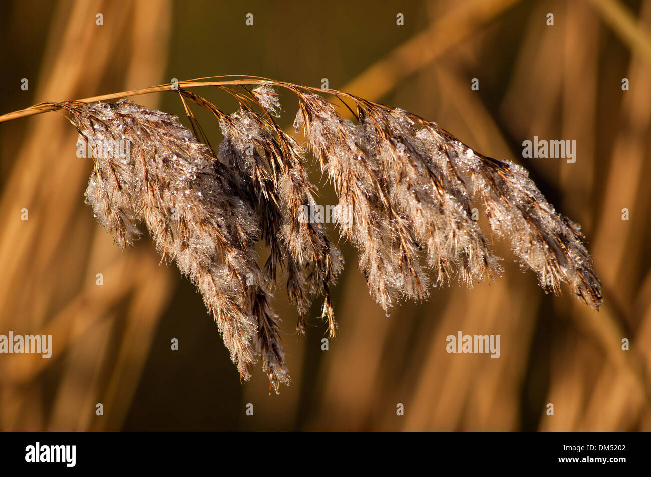 Seed head Norfolk reed Phragmites Stock Photo